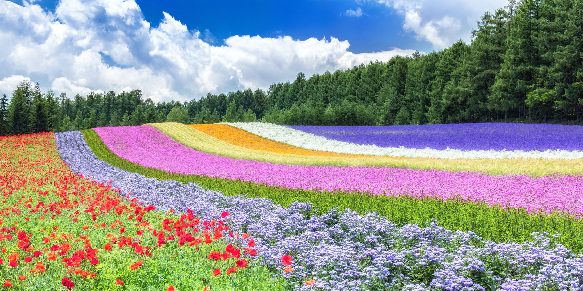 🌸 팜 토미타 이미지 7